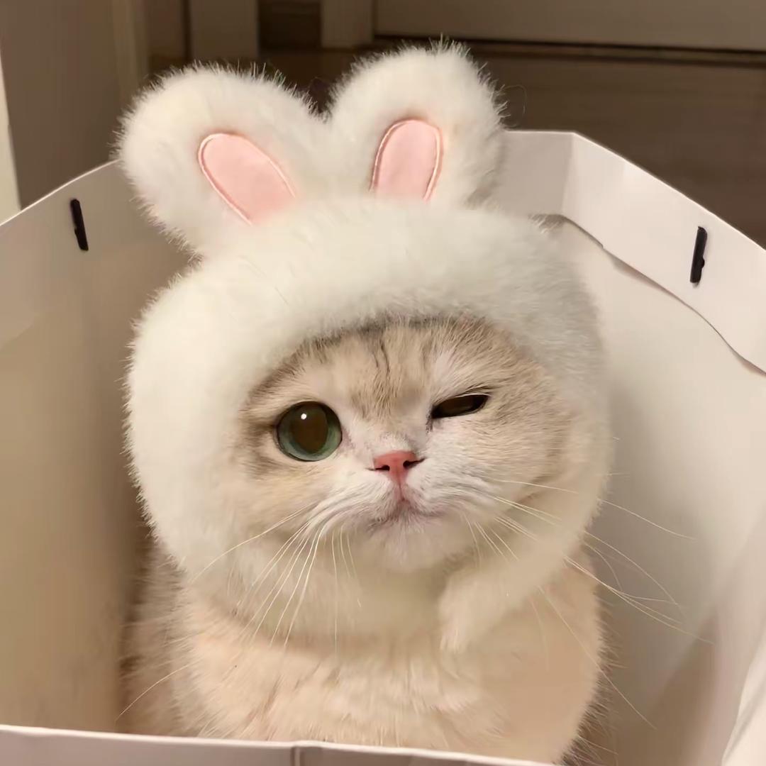 🐱喵喵壳