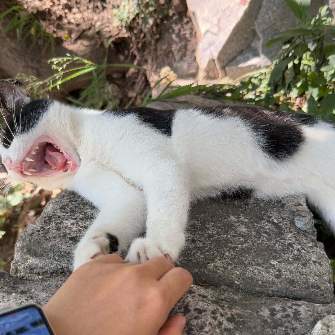 我的名字有好多木