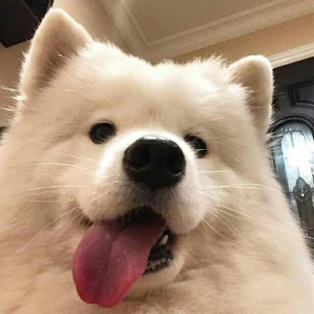 呜呜呜呜