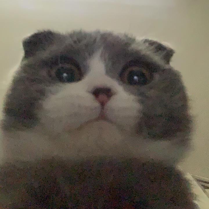 奶茶