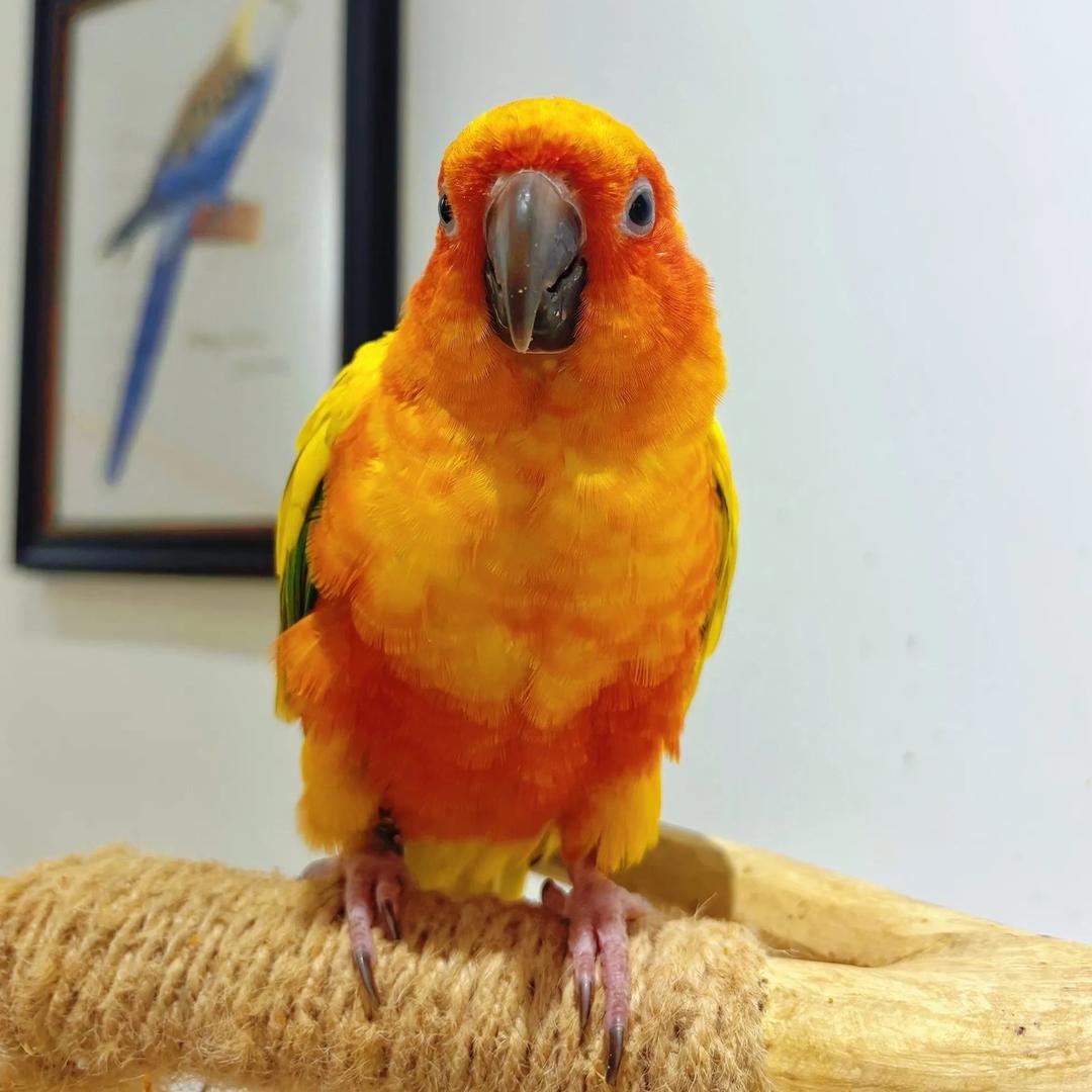 小歪Y不正🦜