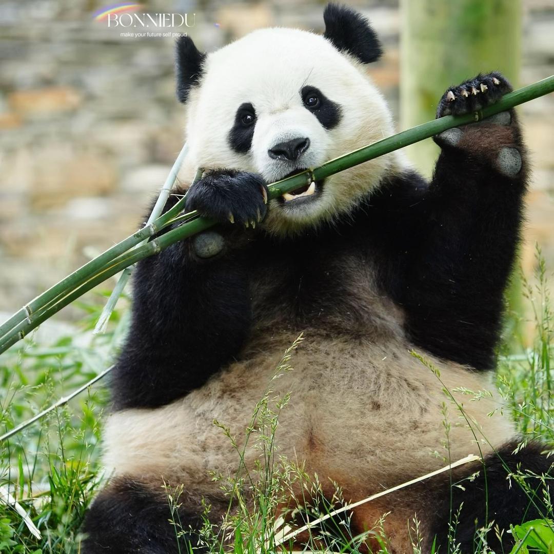 小丸子