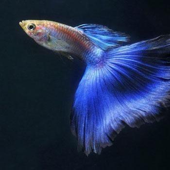 小老弟孔雀鱼（深州）