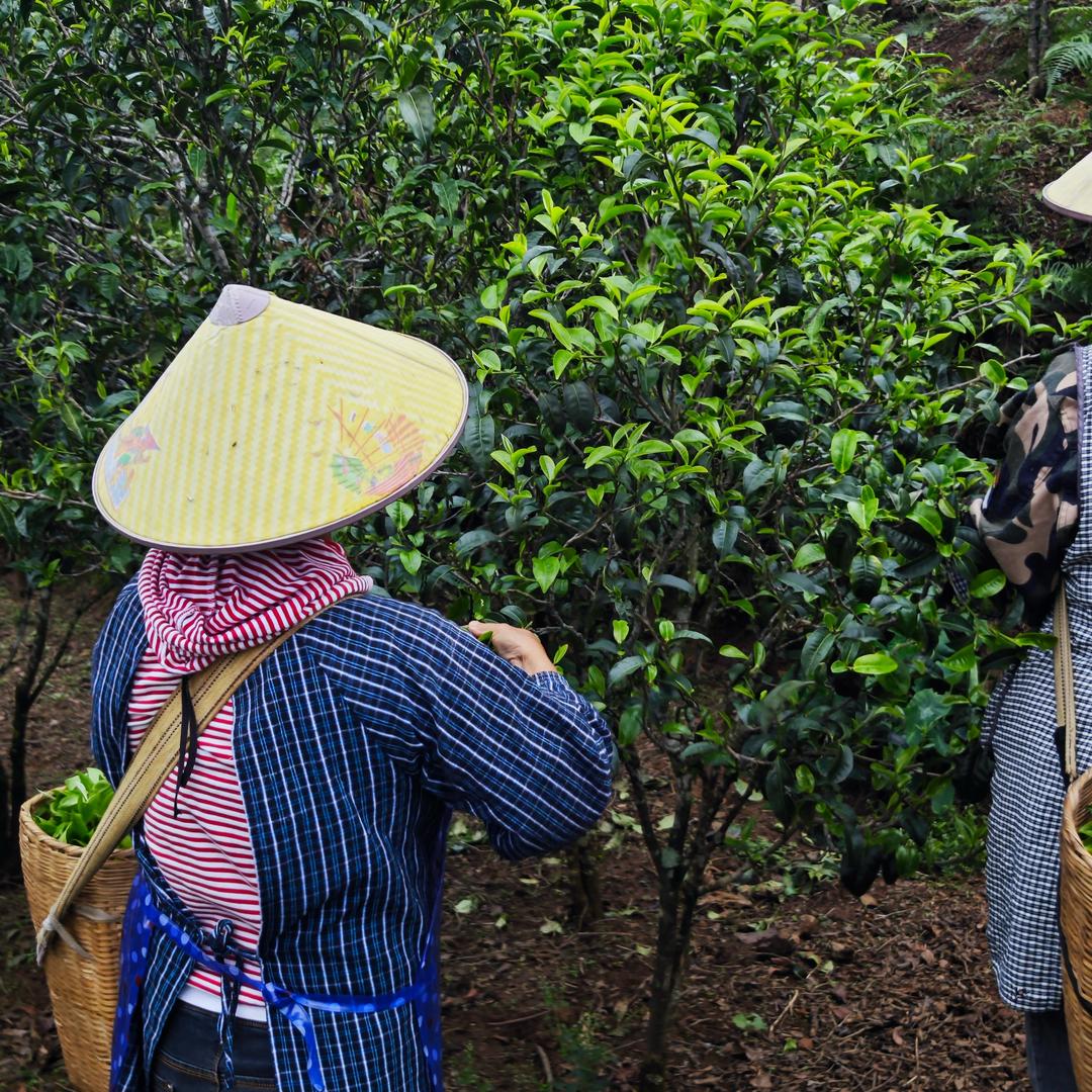 阿容的茶 [冰岛地界茶农]
