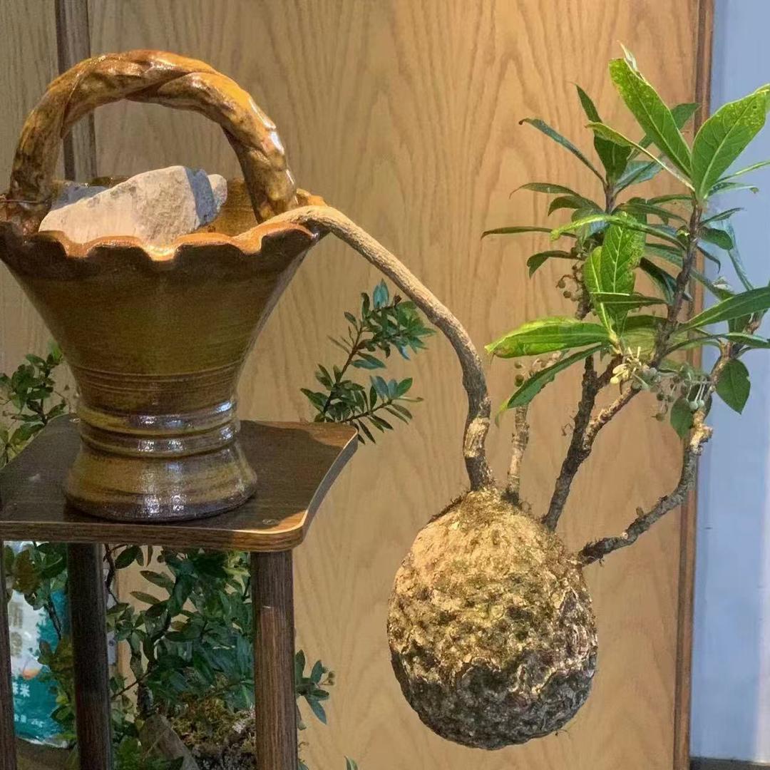 百花奇桩
