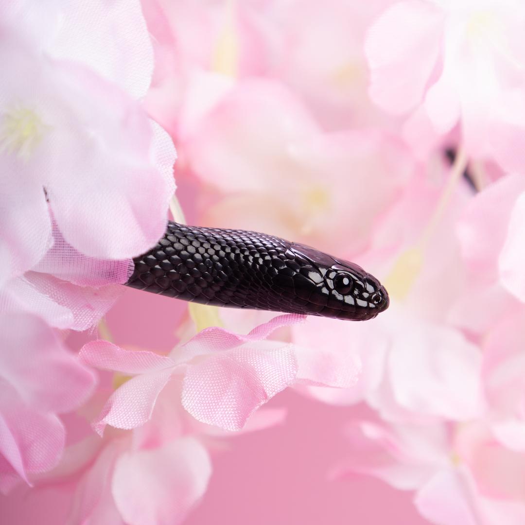 乌豆🐟
