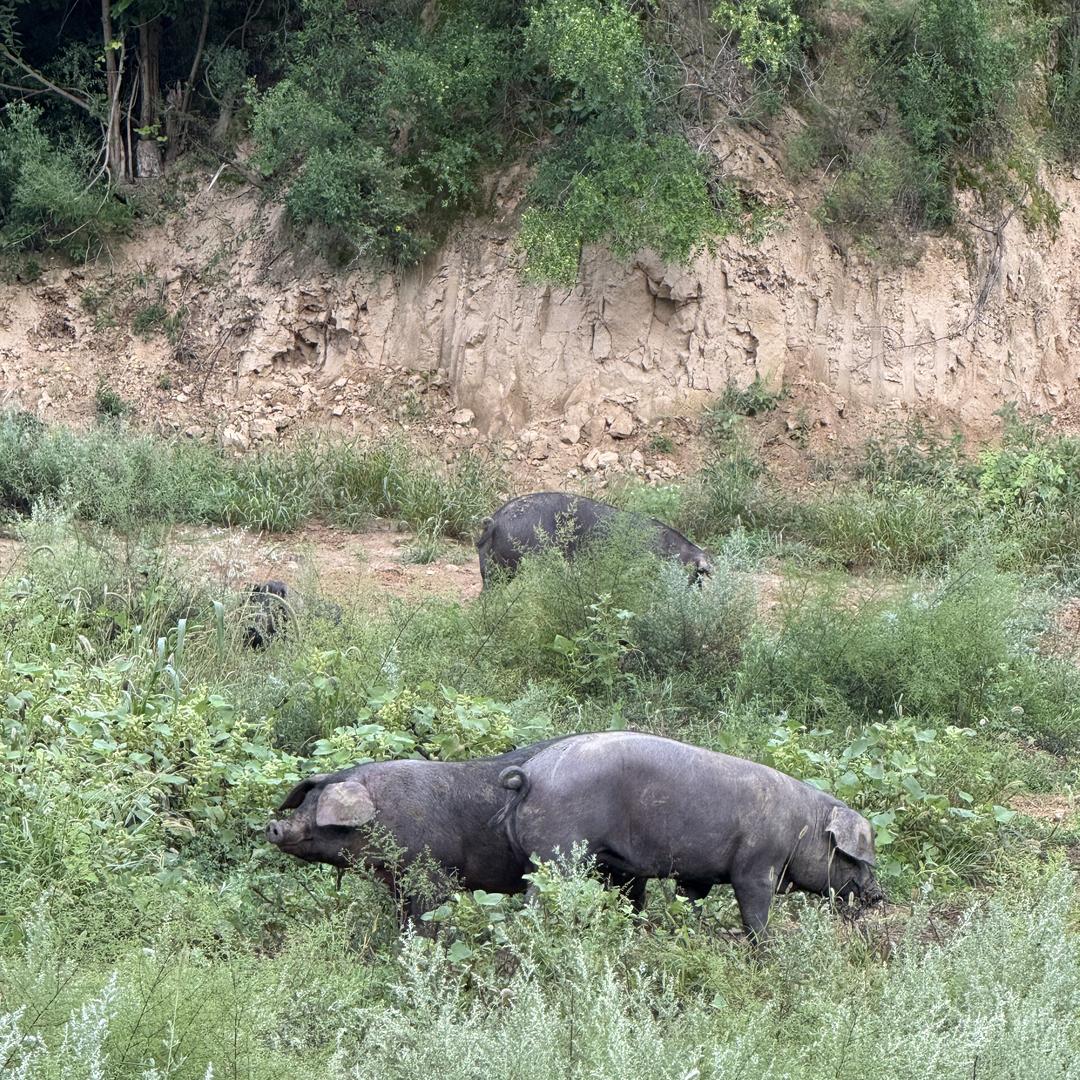 清涧俊雅食品严选店