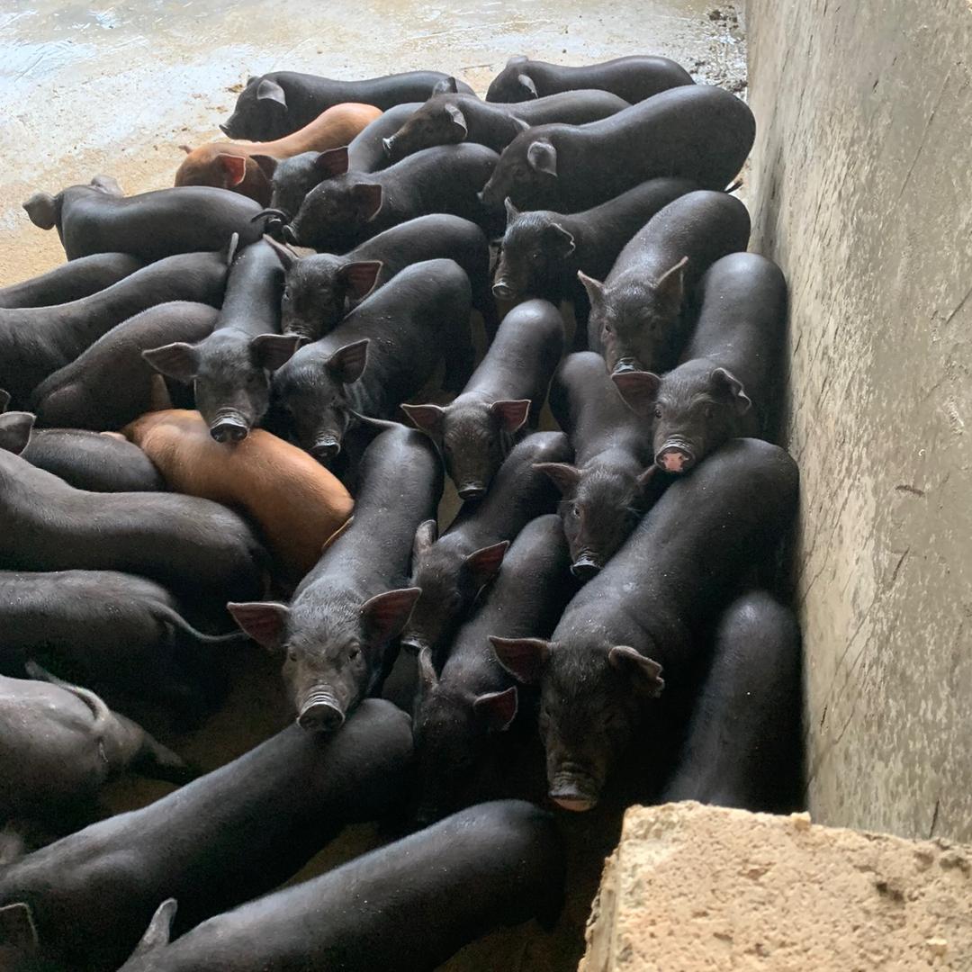 小猪猪（海南陆川改良基地）