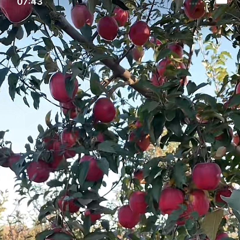 百果香精选