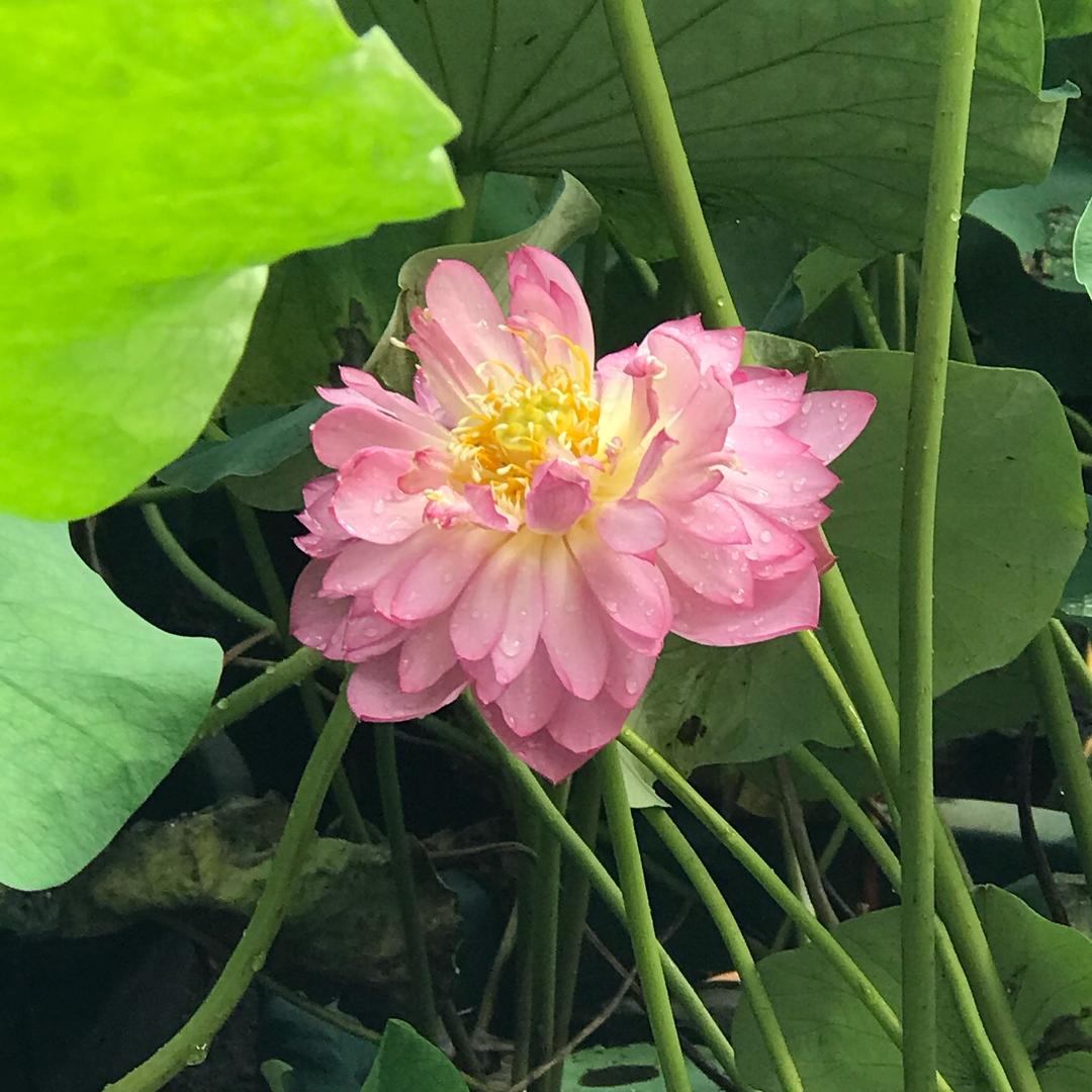 麦哲伦的小企鹅