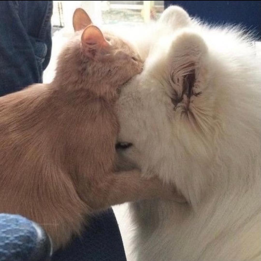 一碗甜甜西米露