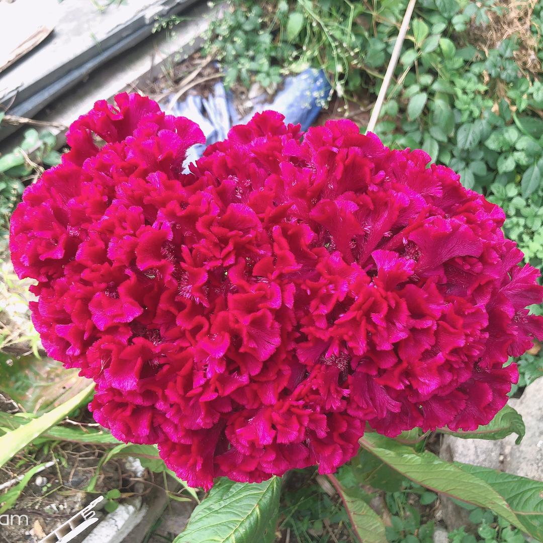 松子茶