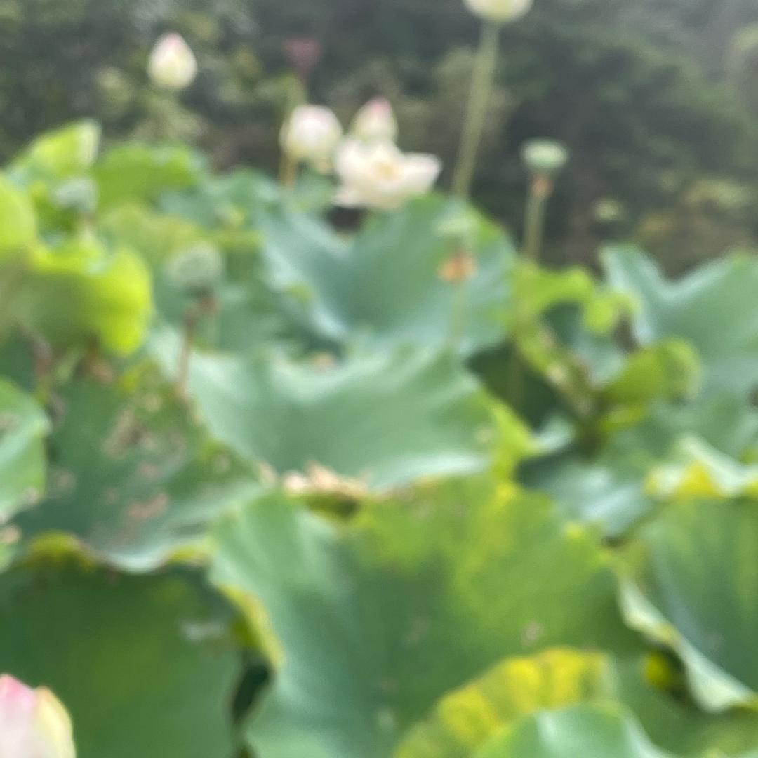 佛香满堂
