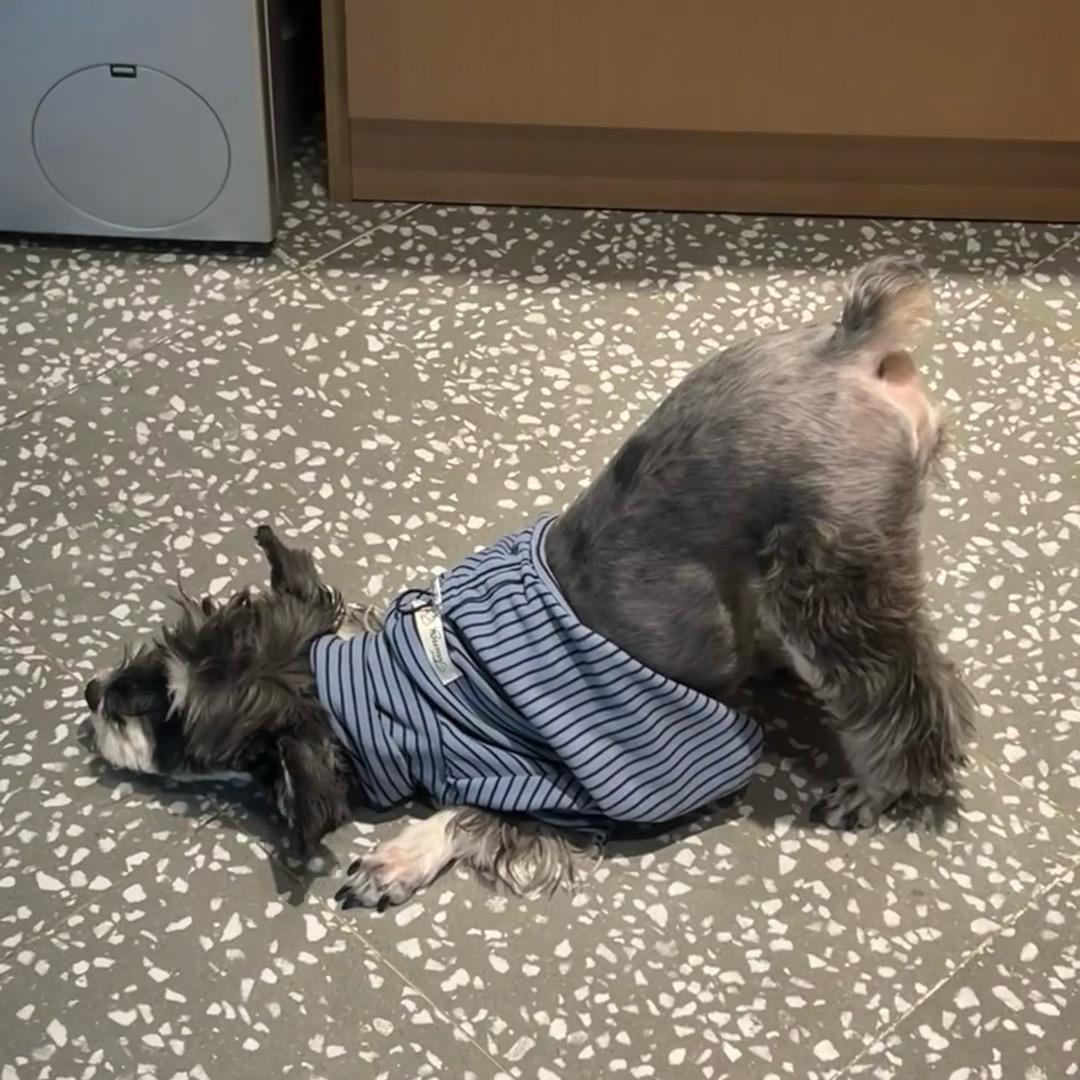 加辣土豆丝🧏🏻‍♀️