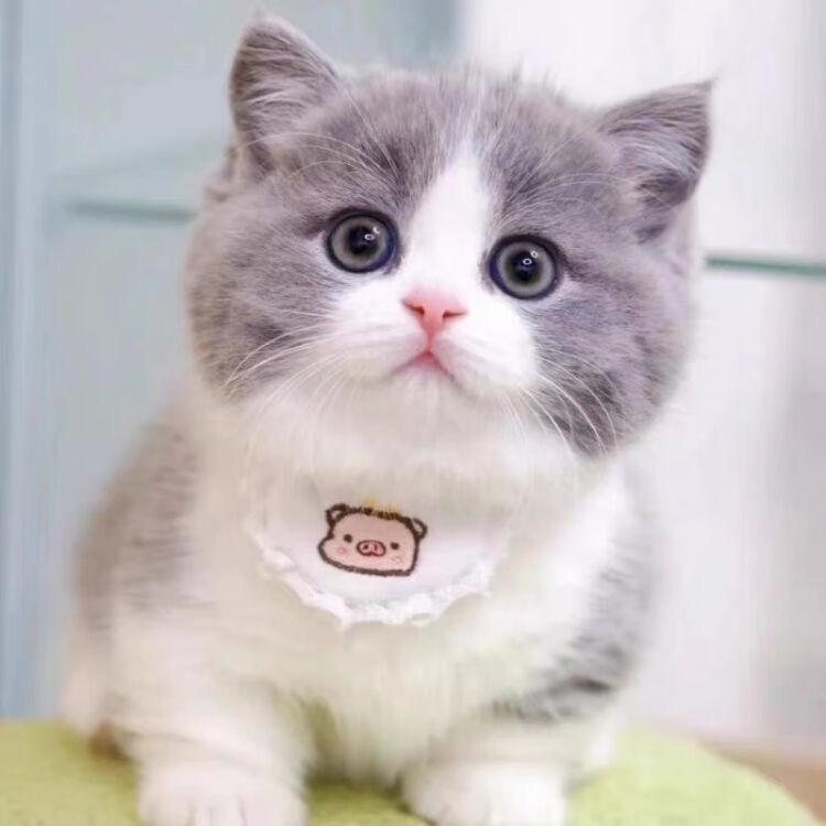 喵🐱星达人