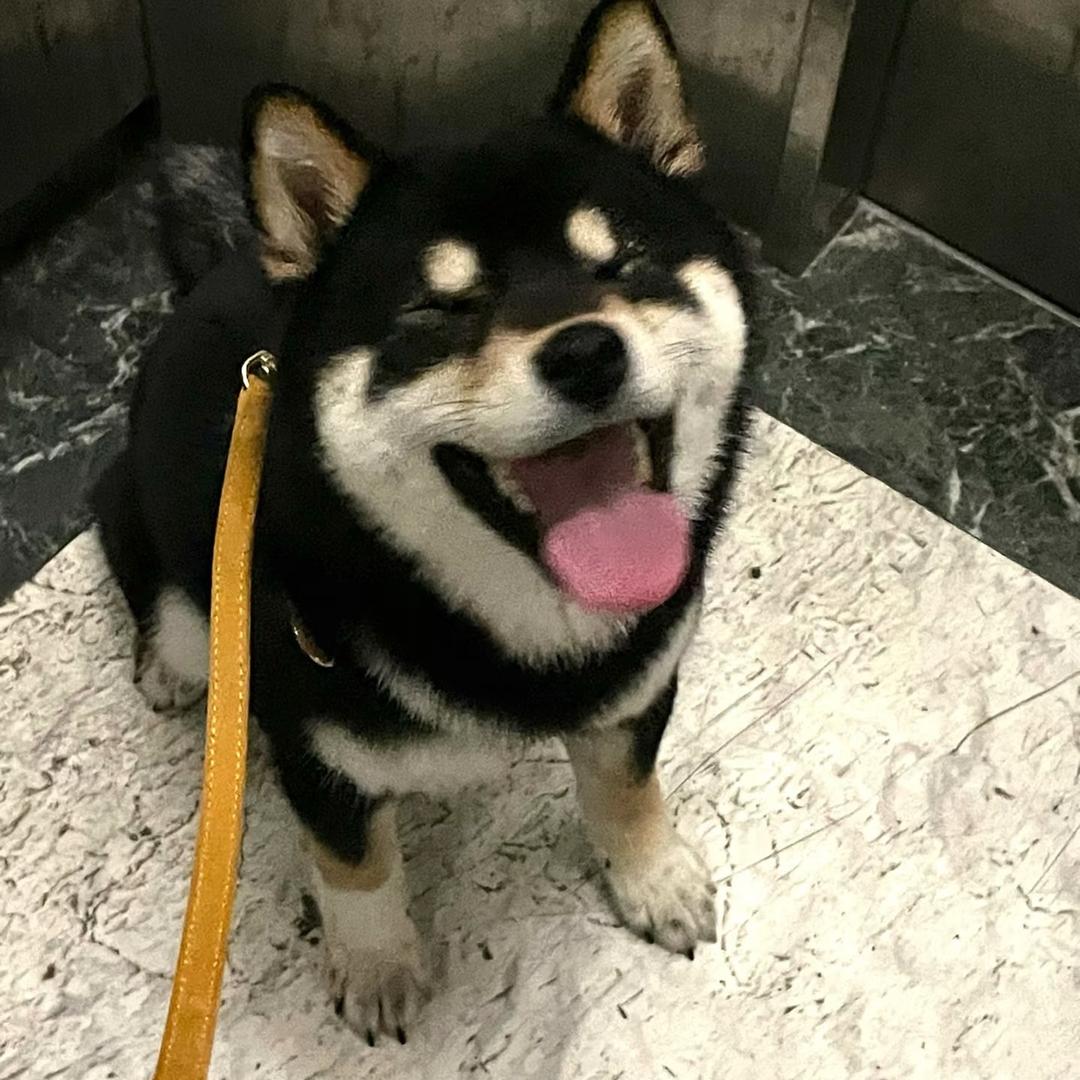 Ql小狗
