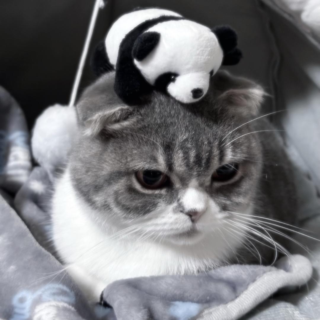 我决定作为绵羊度过一生