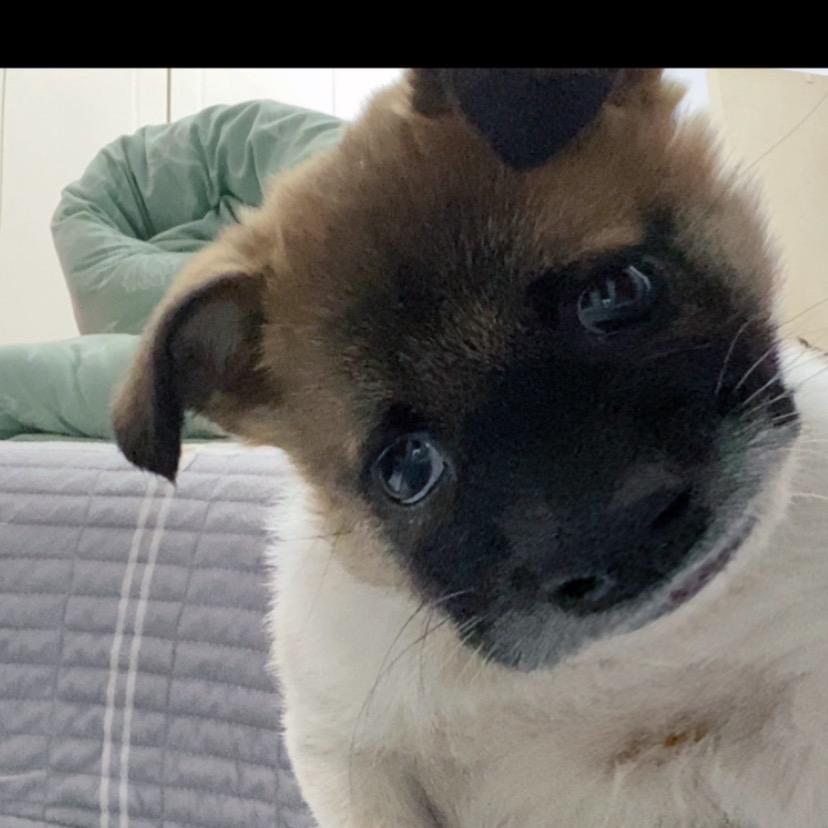 爱你们的灰灰🐶