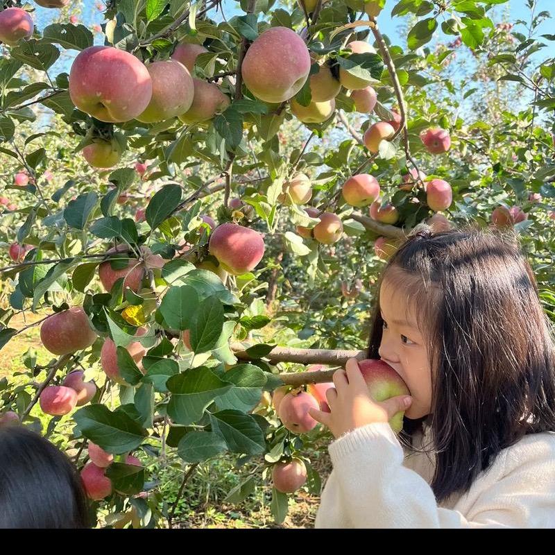 新农人小李（四川本地红心蜜薯明日达）