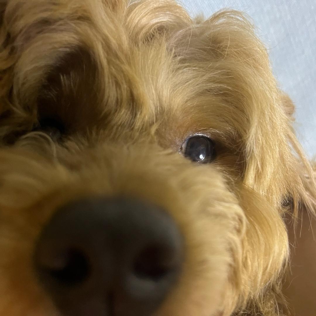 抗大炮唱忐忑