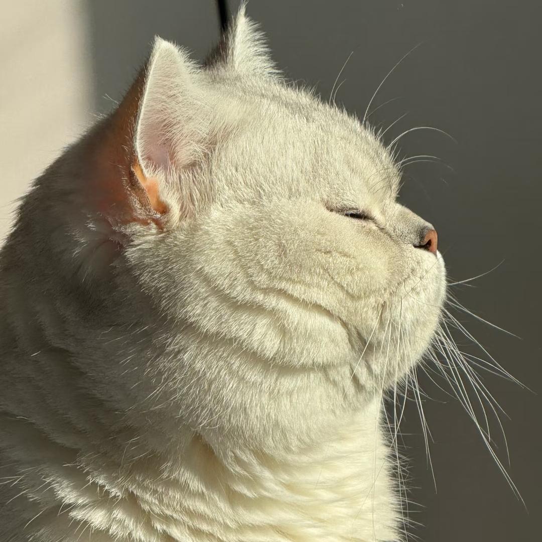 獨念