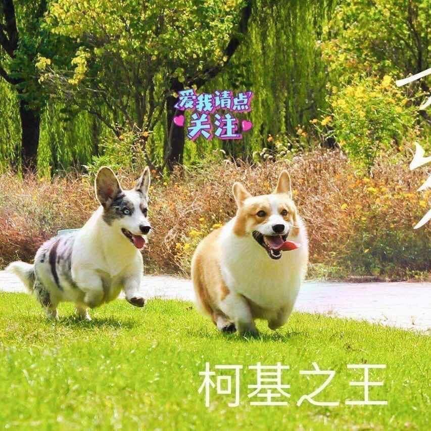 苏北高端卡迪根柯基