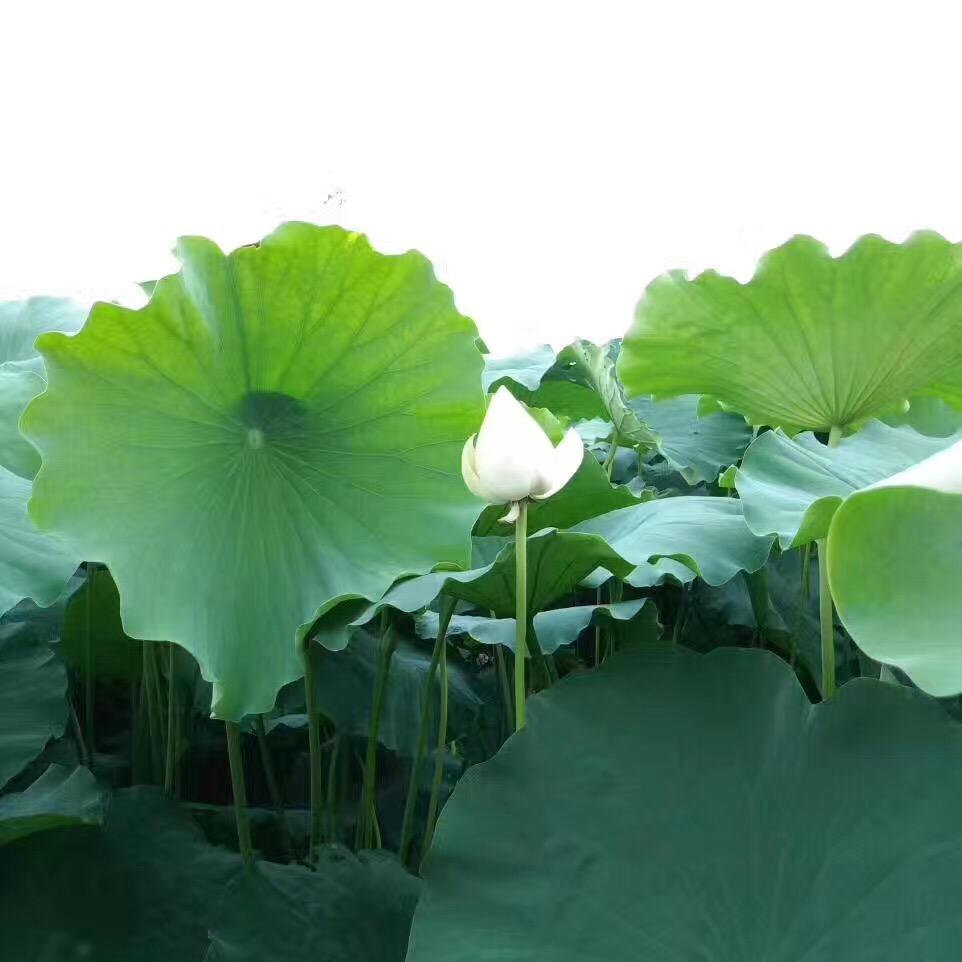 简单