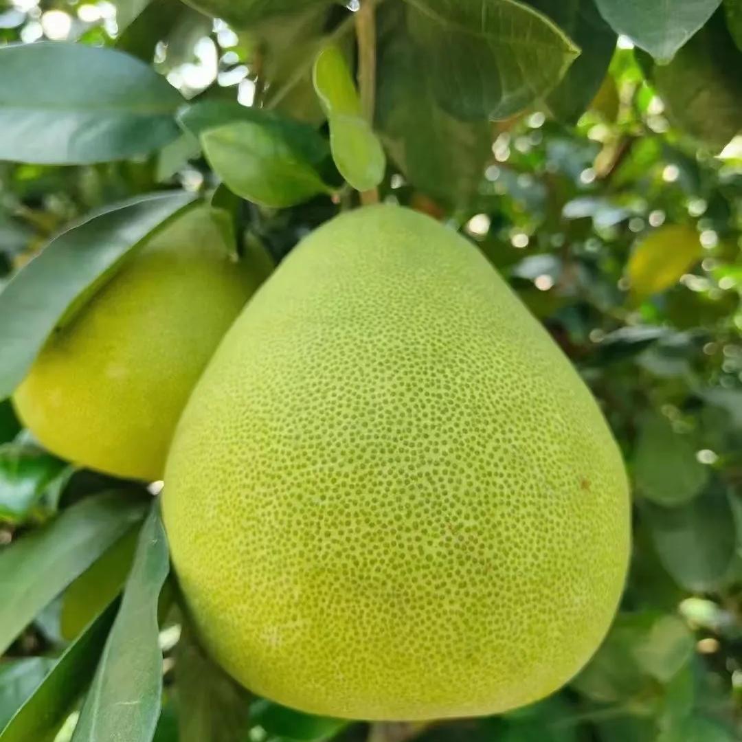 苏沫农产品甄选