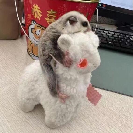 蜜糖家的蜜袋鼯