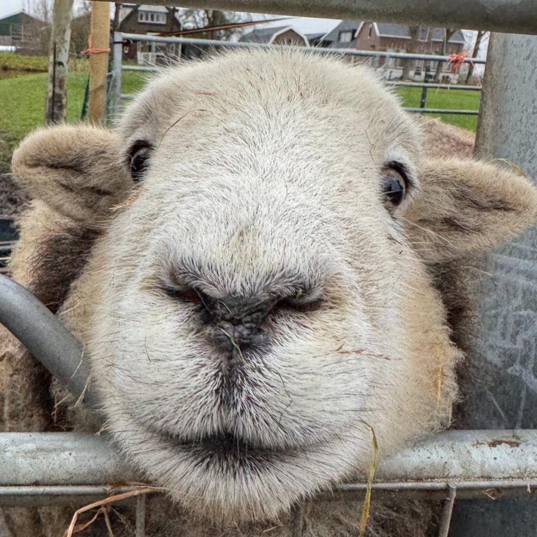 🐑肥羊啊