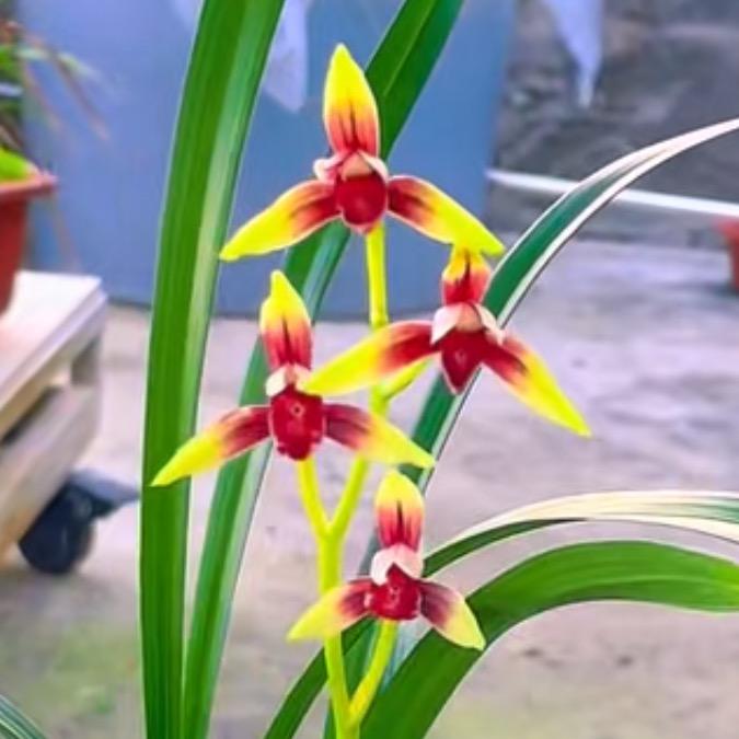 💕᭄ꦿ枯老百性🕊