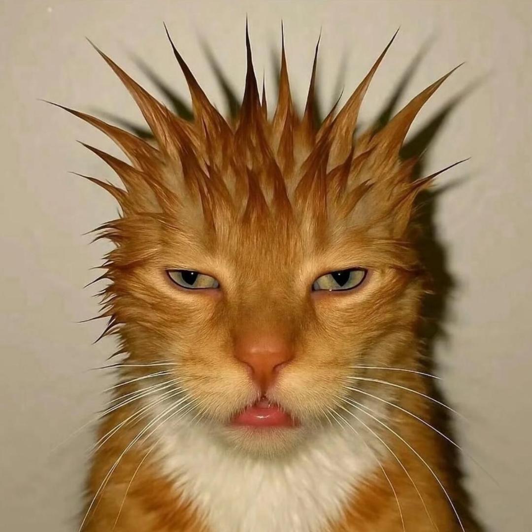 ㅤ ㅤ ㅤ ㅤ ㅤ ㅤ