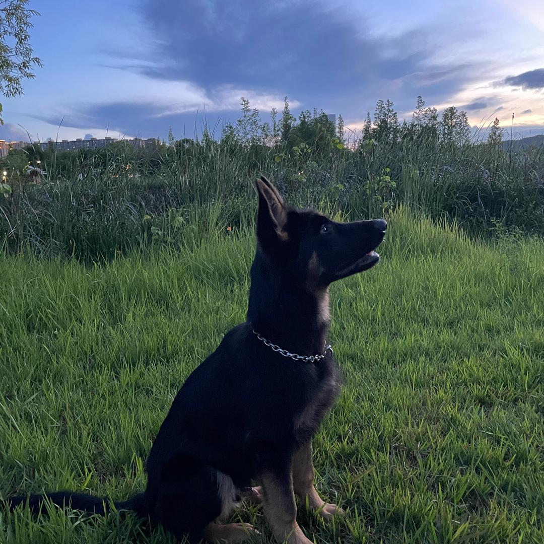 黑超七日常生活