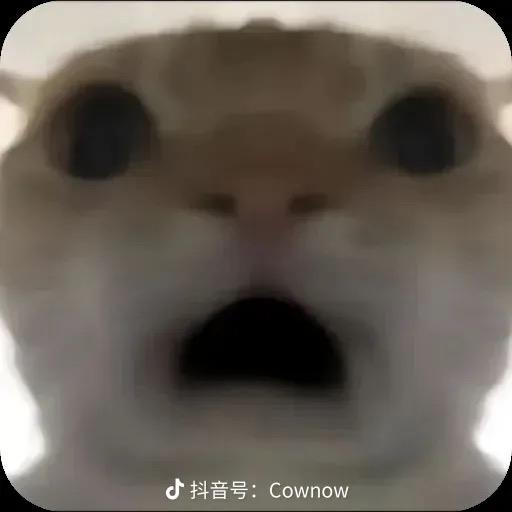 北半球第一深情