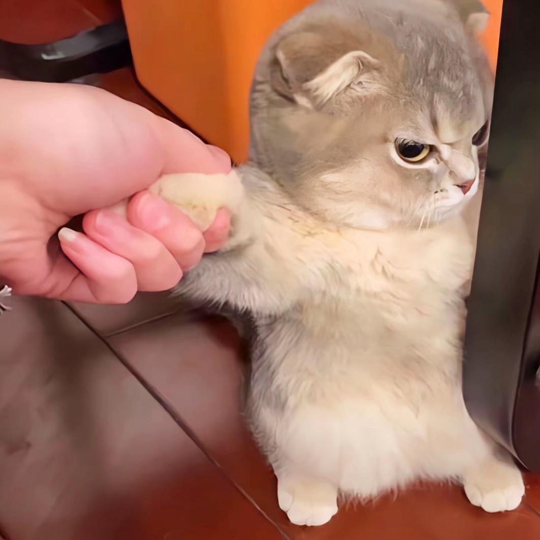 俊哥哥不吃香菜