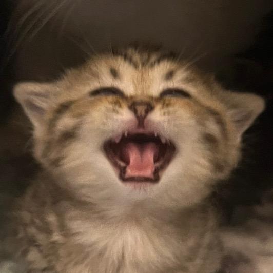 话唠小咩咩🐾