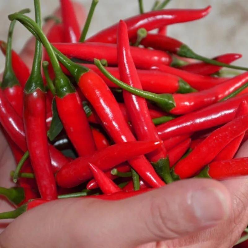 潼轩小米椒精选