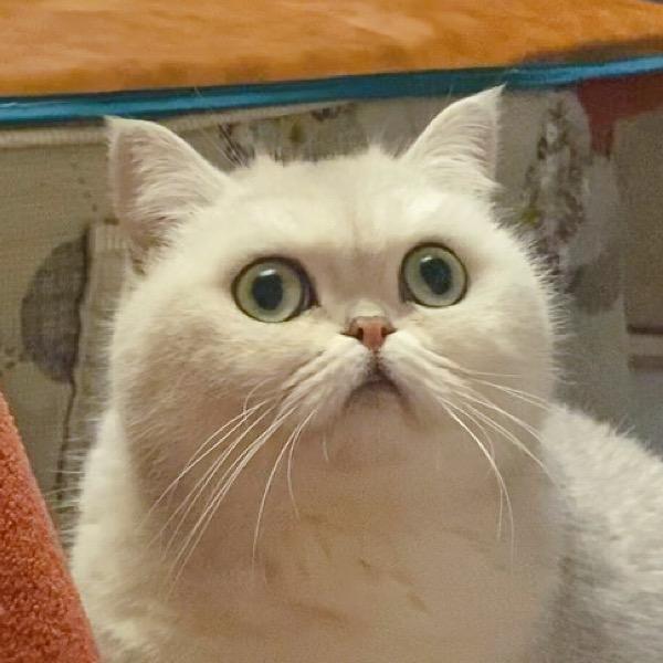 臭臭妹妹