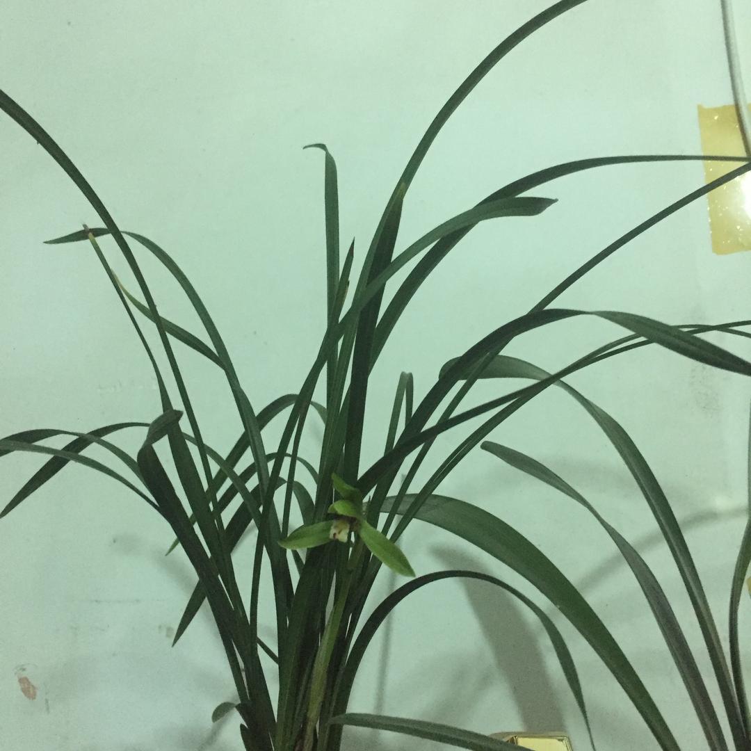 天涯明月