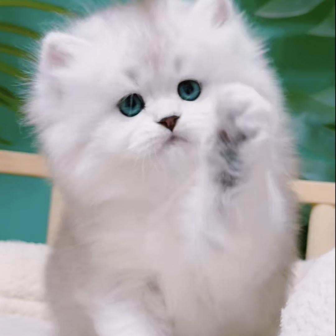 雅宠猫舍直播号