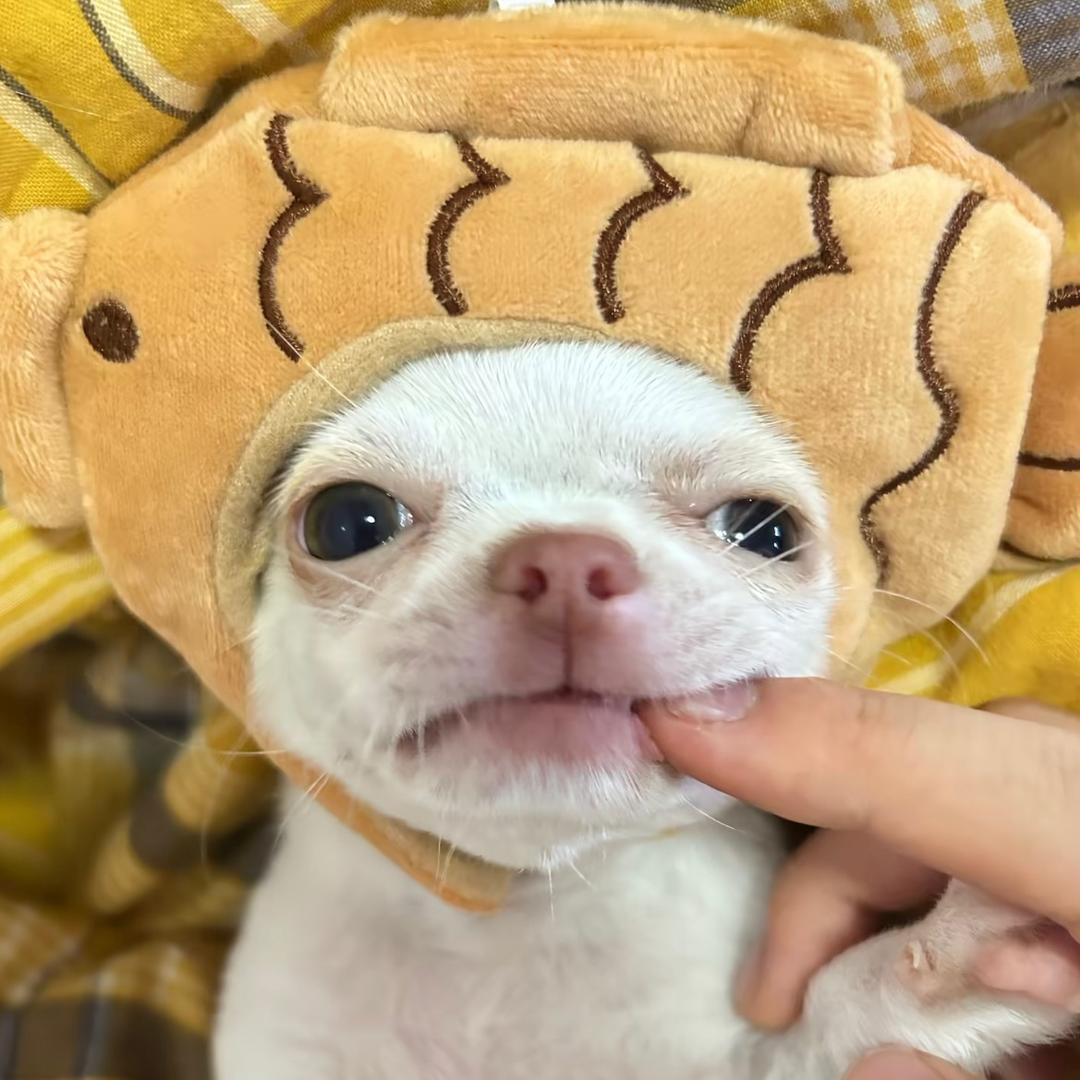 泡菜鱼
