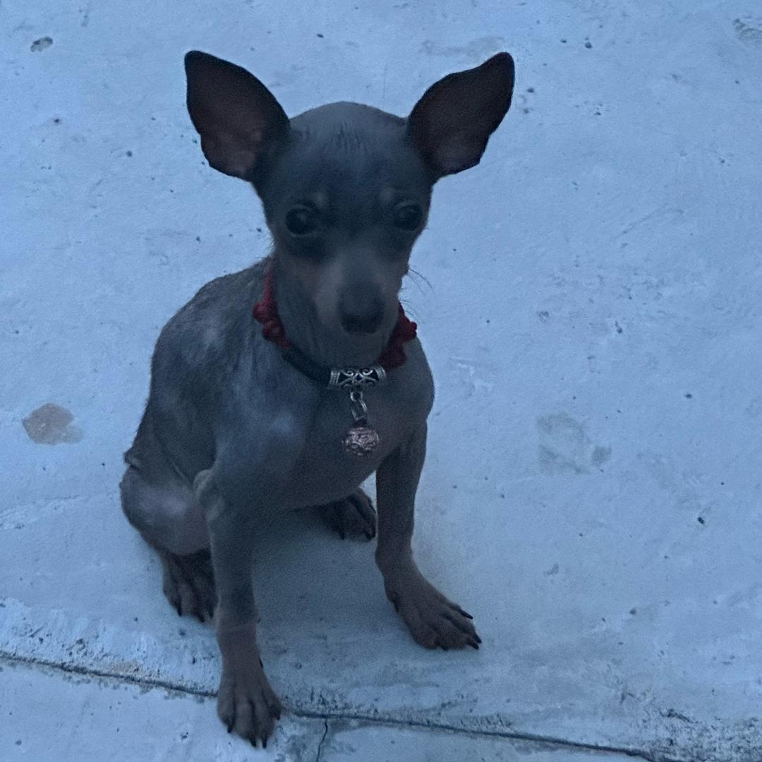 条条小鹿通罗马