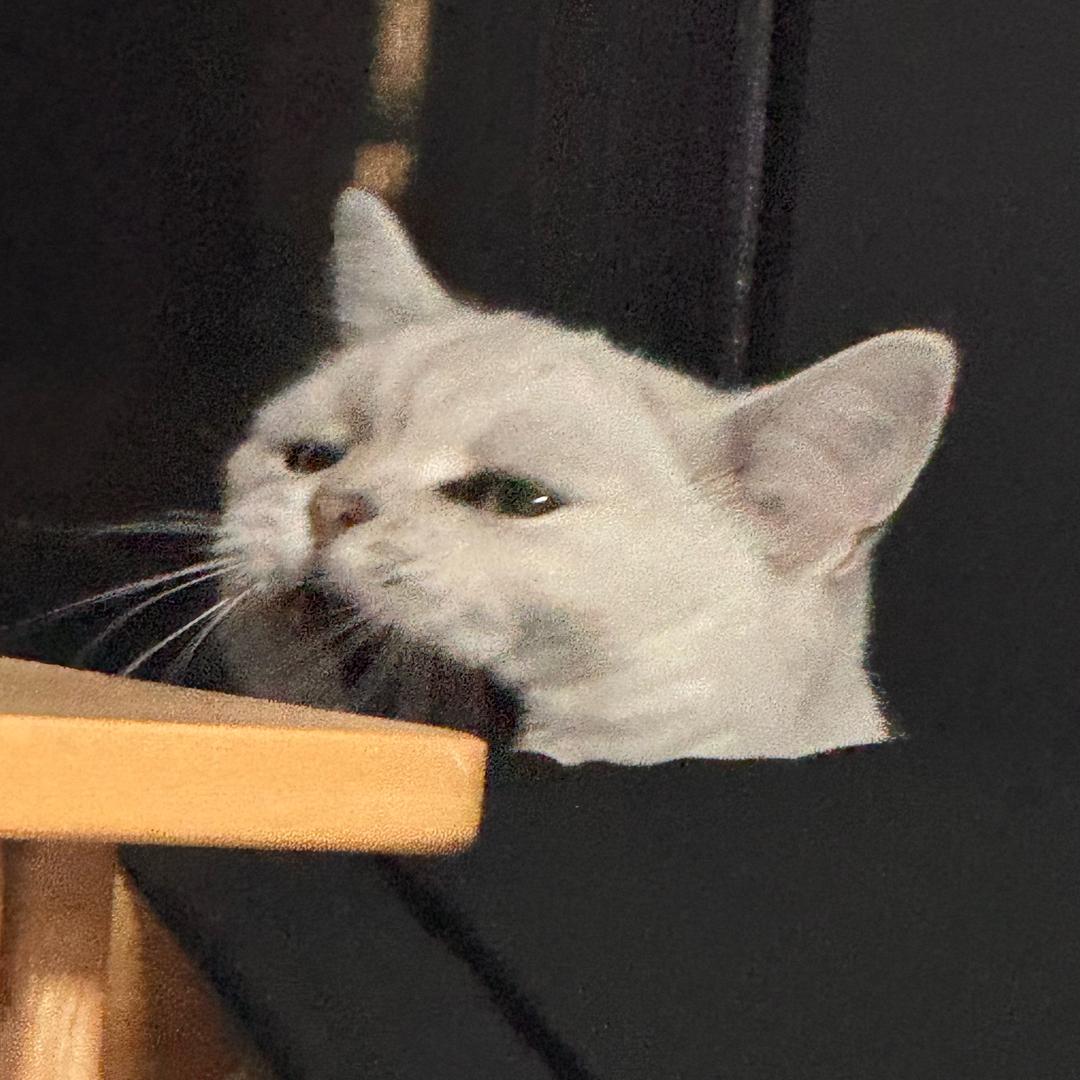 男明星豆哥の日常