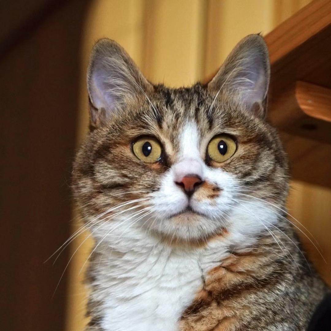 💗小花是狸花猫💗