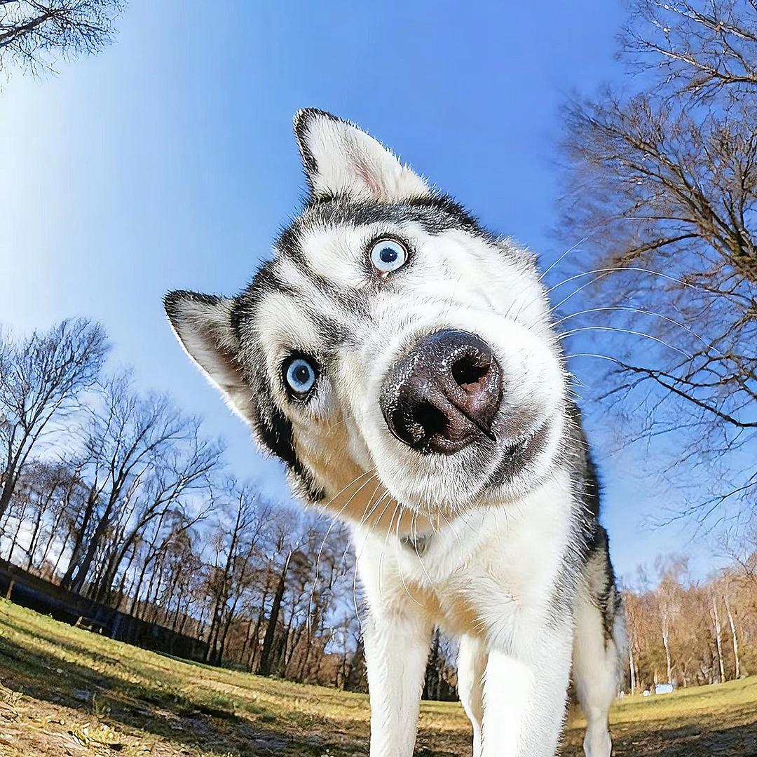 猪皮没我皮头像