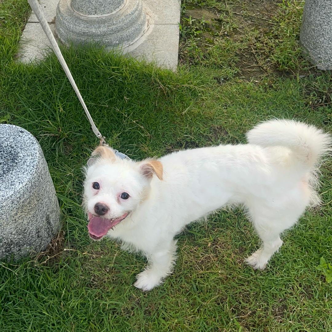 高冷的猫热情的狗