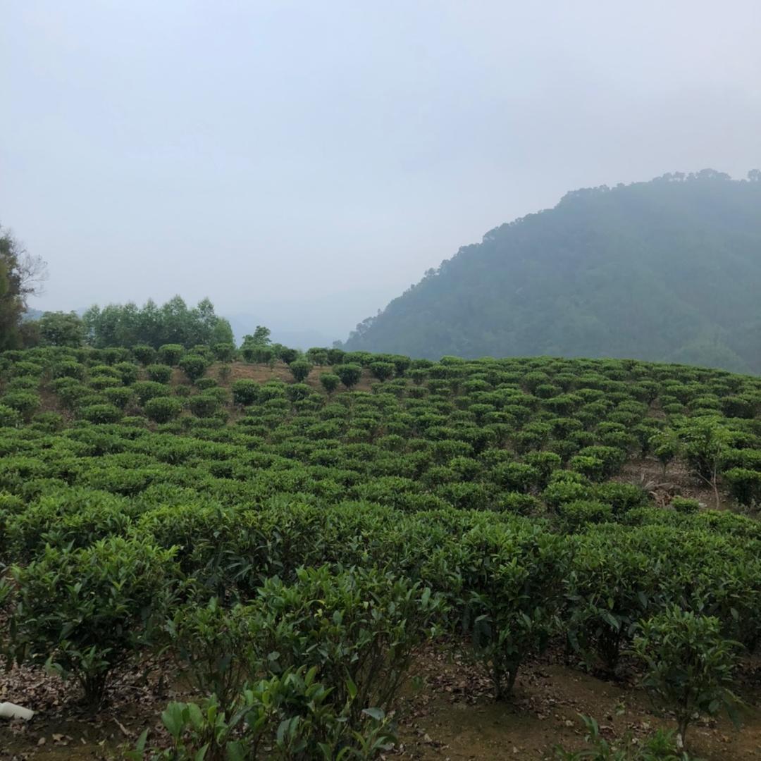 顶青湖饶平县顶青湖生态茶业有限公司茶叶专卖店