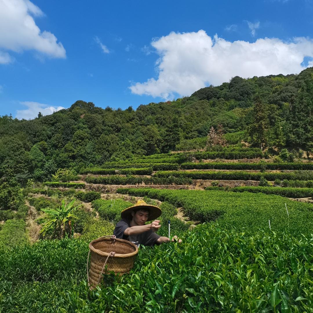 鸿芯茶叶商行