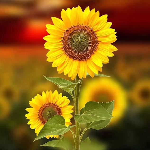 骑着蜗牛追导弾