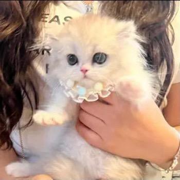 P城的矮脚猫（小白）